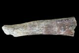 Permian Synapsid (Dimetrodon) Bone - Texas #181310-1
